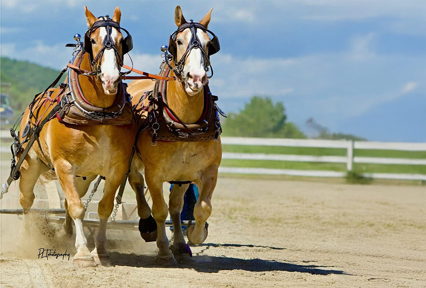 Horse-Pull-873×591